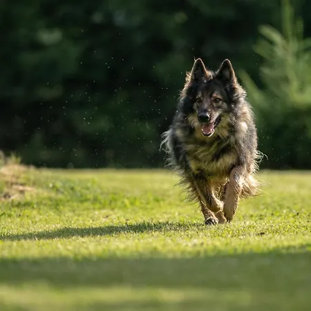 Дом отдыха Majcia